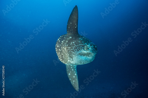 Mola Mola in Nusa Penida