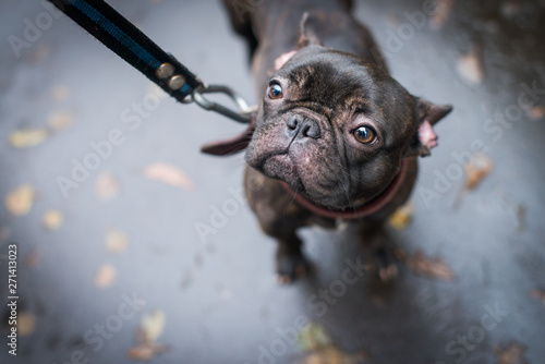 Black french bulldog with a collar.