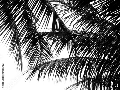 silhouette black coconut leaf on white backgorund