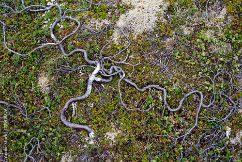 dwarf birch in the far north