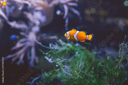 Clown fish in tank Several tropical clown fish swimming in aquarium with green seaweed