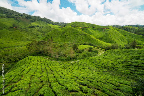 Beautiful Blue Sky and Greenery of tea farm hill at Cameron Highlands Pahang, Malaysia