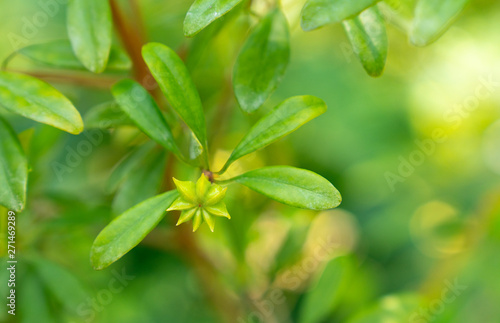 anisetree or anise-tree green spice and leaves