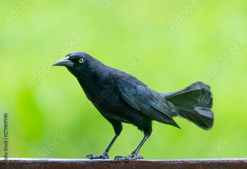 Carib grackle or Greater Antillean blackbird on green