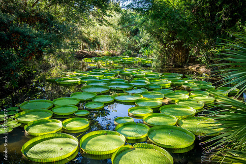 Victoria lily pads