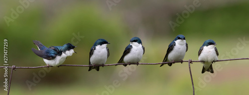 1 female 4 male swallows