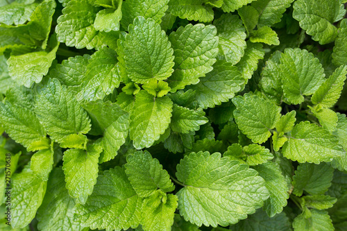 Texture of green leaves close-up. Isolated. Sunny day.