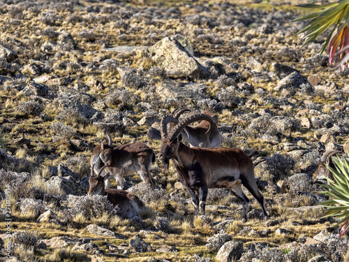 A herd of very rare walia ibex, Capra walie in high in the mountains of Simien mountains national park, Ethiopia.