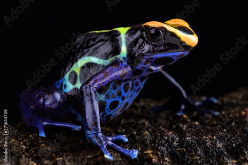 “Robertus” dart frog (Dendrobates tinctorius "Robertus") Alalapadu