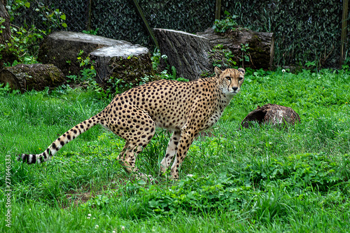 gepard