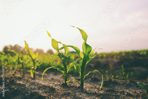 Young shoots of corn closeup.