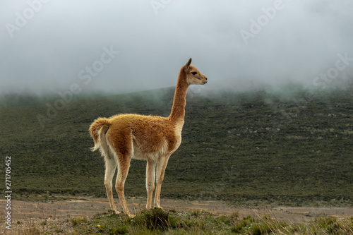 Lonely vicuna in the moor under the gray haze