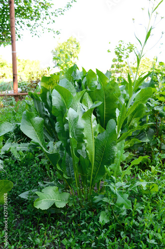 A big bush horseradish. Green horseradish leaves in the garden.