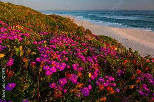 Wildflowers, Pearl Bay, Yzerfontein, Western Cape province, South Africa, Africa