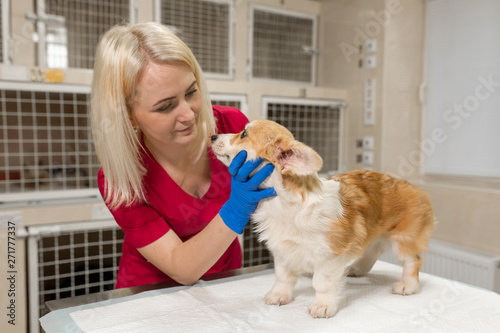 attractive blonde woman vet hold little corgi dog on her hands at pet hospital. Pet healthcare