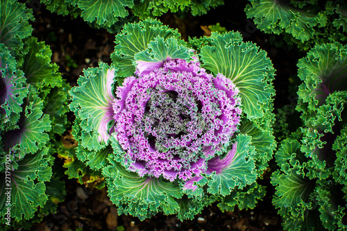 Vibrant green and purple ornamental kale