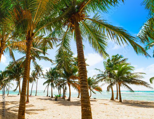 Several palm trees in Bois Jolan beach in Guadeloupe