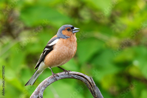 Chaffinch (Fringilla coelebs) sitting on a tree