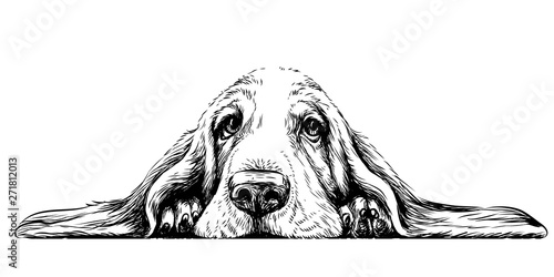  Dog breed Basset Hound. Sticker on the wall in the form of a graphic hand-drawn sketch of a dog portrait.