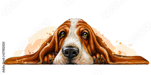 Dog breed Basset Hound. The sticker on the wall in the form of a color art drawing of a portrait of a dog with watercolor splashes.