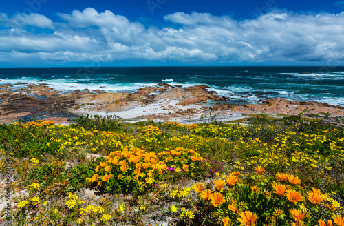 Wildflowers, Cape Columbine Nature Reserve, West Coast Peninsula, Western Cape province, South Africa, Africa