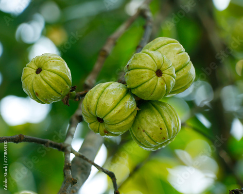 Garcinia gummi-gutta names include Garcinia cambogia, as well as brindleberry