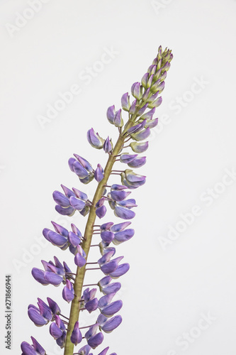 purple lupin flower on white background 