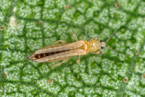 The onion, the potato, the tobacco or the cotton seedling thrips - Thrips tabaci (order Thysanoptera). It is important pest of many plants.