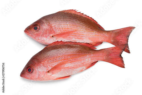Two Northern red snappers