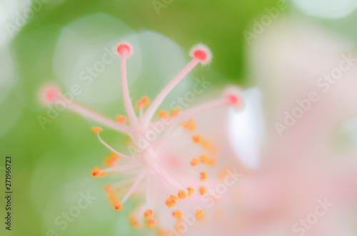 Unfocused blur flowers background
