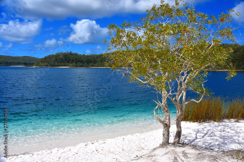 Tree at awesome freshwater lake in Great Sandy National Park. Lake Mackenzie on Fraser Island off the Sunshine Coast of Queensland is a freshwater lake popular with tourists.