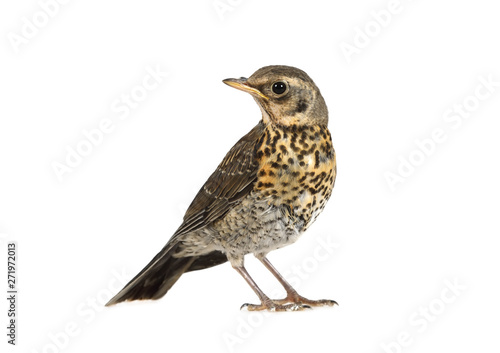 Baby bird thrush fieldfare isolated on a white