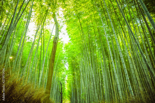 The bamboo groves of Arashiyama, Kyoto, Japan. 