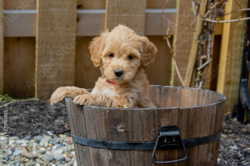 The F1b Mini Goldendoodle is produced by crossing a F1 Goldendoodle (which is half golden retriever and half standard poodle) with a mini poodle. 