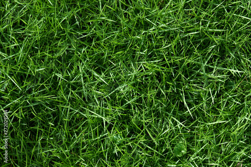Tekstura zielonej trawy tło