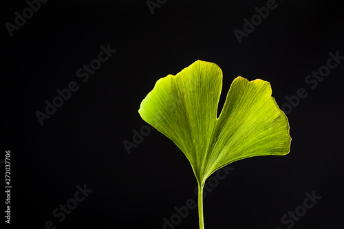 Ginkgo biloba - Isolated Leaf on Black with Through Light