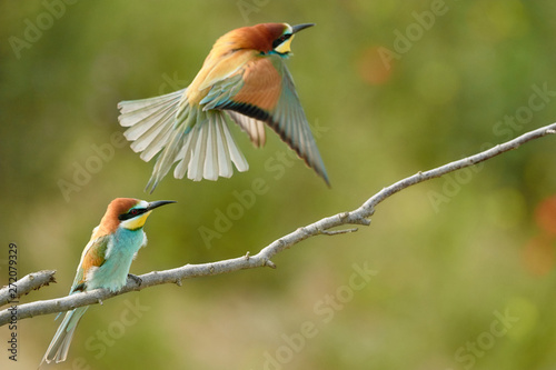 Two European bee-eater birds (Merops apiaster) on a small twig