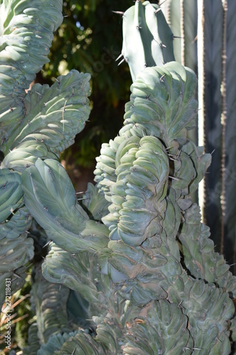 ogród botaniczny z kaktusami Majorelle, Maroko, Marrakesh