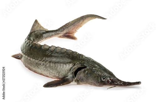 Fresh sturgeon fish isolated on white