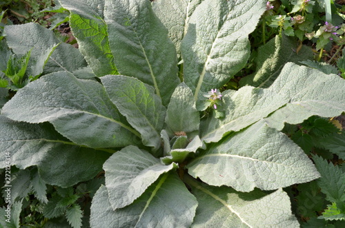 Dziewanna drobnokwiatowa, rozeta lisciowa, Verbascum thapsus