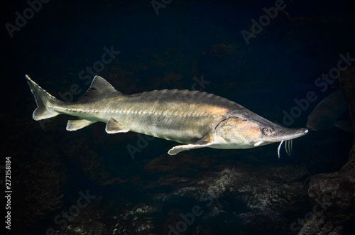 Very large russian sturgeon. Photography of swimming beluga