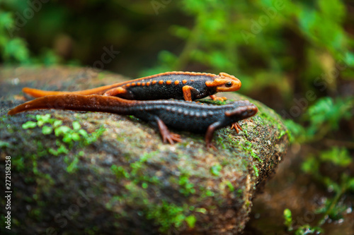 Two Himalayan newt on the creek.