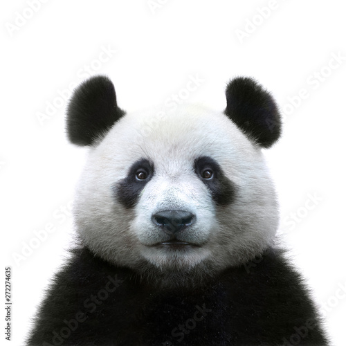 panda bear face isolated on white background