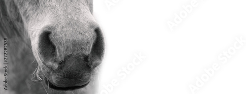  White horse's muzzle, black and white portrait. 
