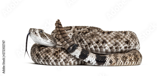 western diamondback rattlesnake or Texas diamond-back in front of white