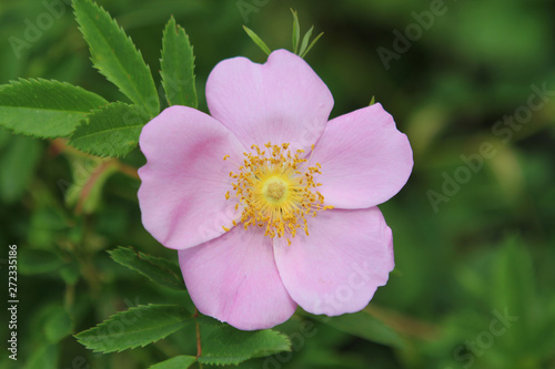 beautiful pink flower of wild rose on a background of green