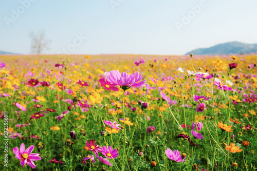 Cosmos in field with sky.