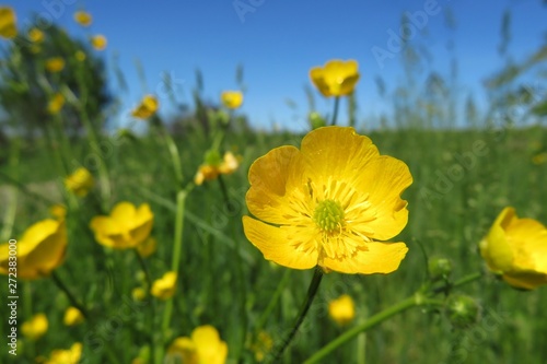 Beautiful buttercup flowers in the meadow, closeup