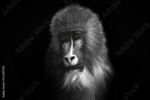 Black and white image of a monkey with bright orange eyes close-up on a contrasting black background