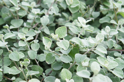 Silver helichrysum or licorice plant or helichrysum petiolare green foliage background